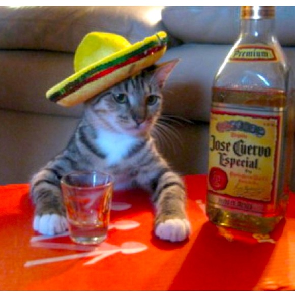 Meet your Posher, Tasha - Picture 1 of 1